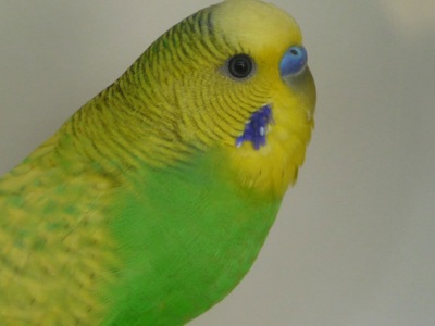 Різнокольорові хвилясті папужки різного кольору