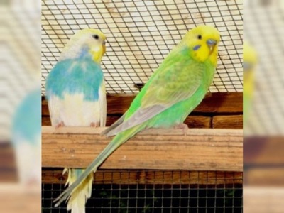 Різнокольорові хвилясті папужки різного кольору