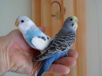 Різнокольорові хвилясті папужки різного кольору