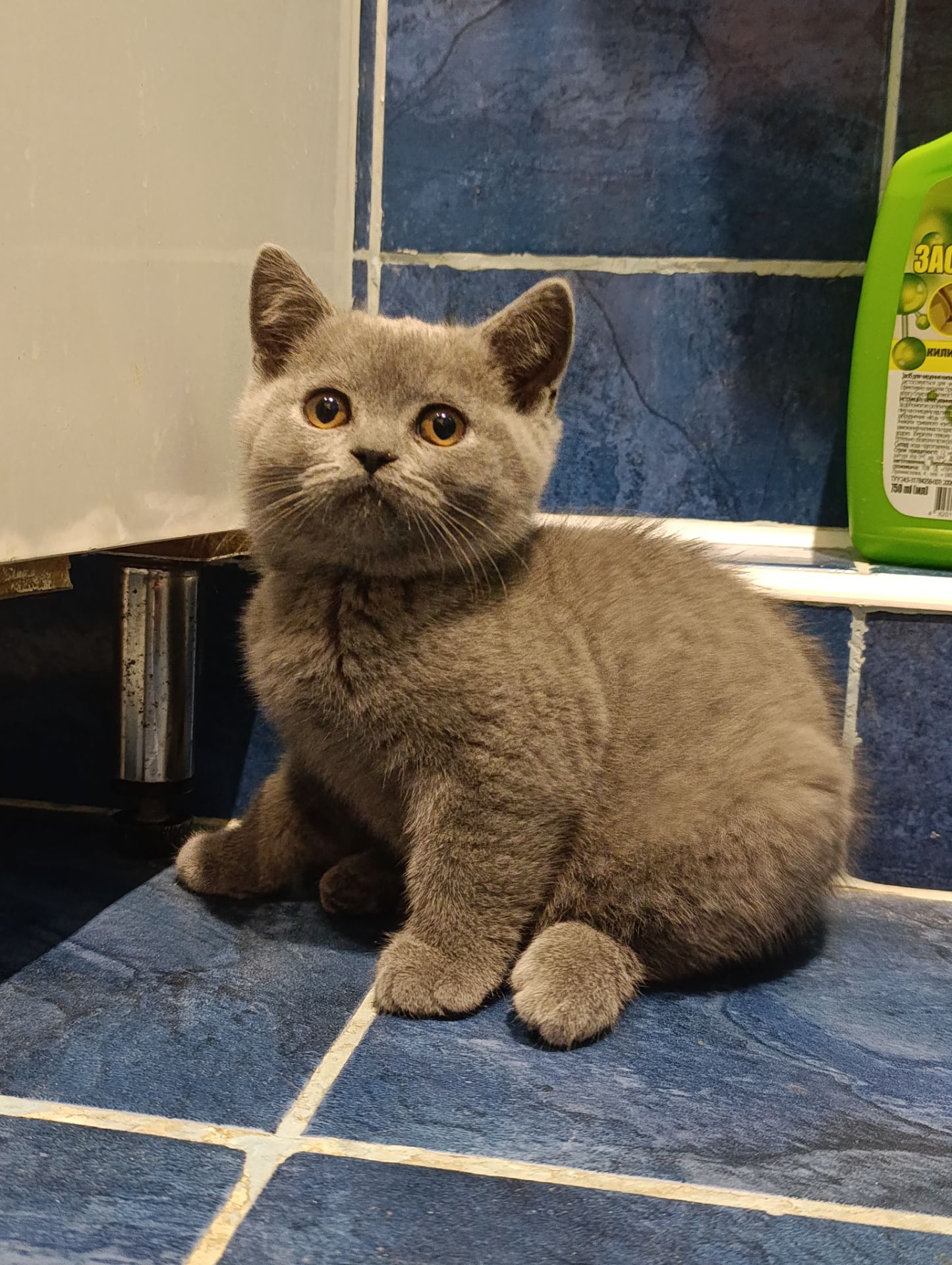 Шотландське кошеня