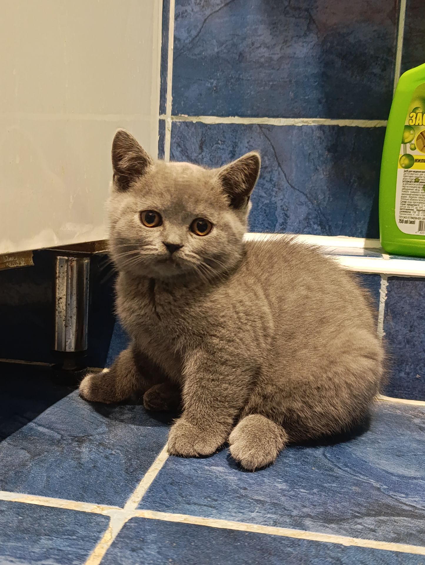 Шотландське кошеня