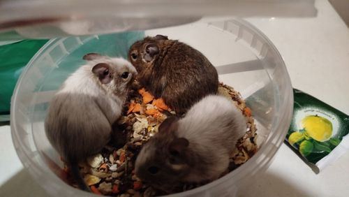 Білка Дегу (чилійська)