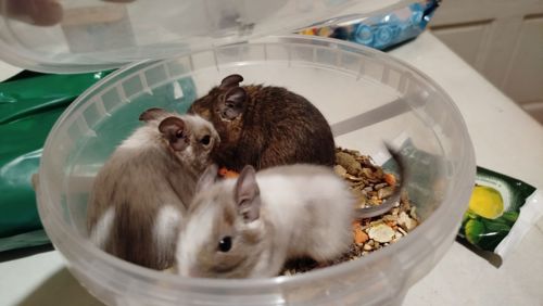 Білка Дегу (чилійська)