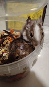 Білка Дегу (чилійська)