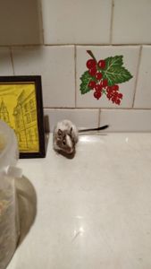 Білка Дегу (чилійська)