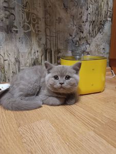 Шотландське кошеня