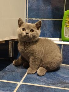 Шотландське кошеня