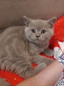 Шотландське кошеня