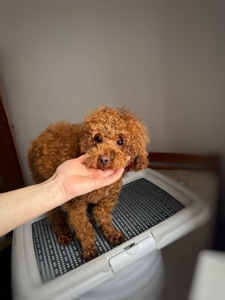 ПРОДАЄТЬСЯ той пудель 10 місяців