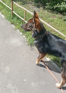 Шукаємо добрі руки для чудового пса