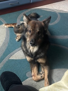 Шукаємо добрі руки для чудового пса