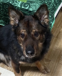 Шукаємо добрі руки для чудового пса