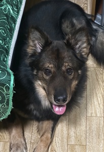 Шукаємо добрі руки для чудового пса