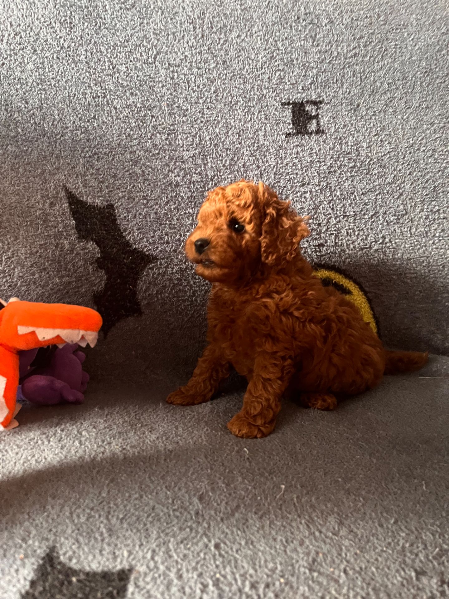 Хлопчик той пудель