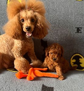 Хлопчик той пудель