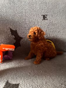 Хлопчик той пудель