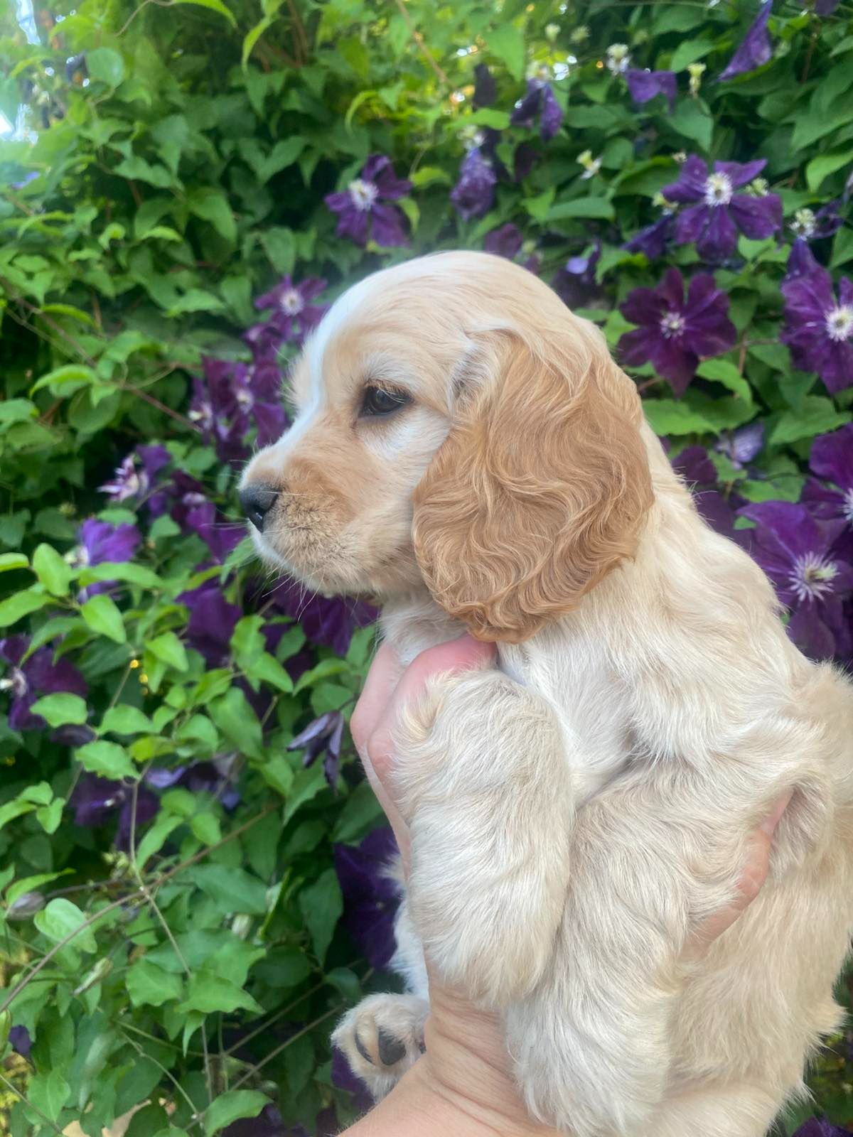 цуценята англійського кокер-спанієля