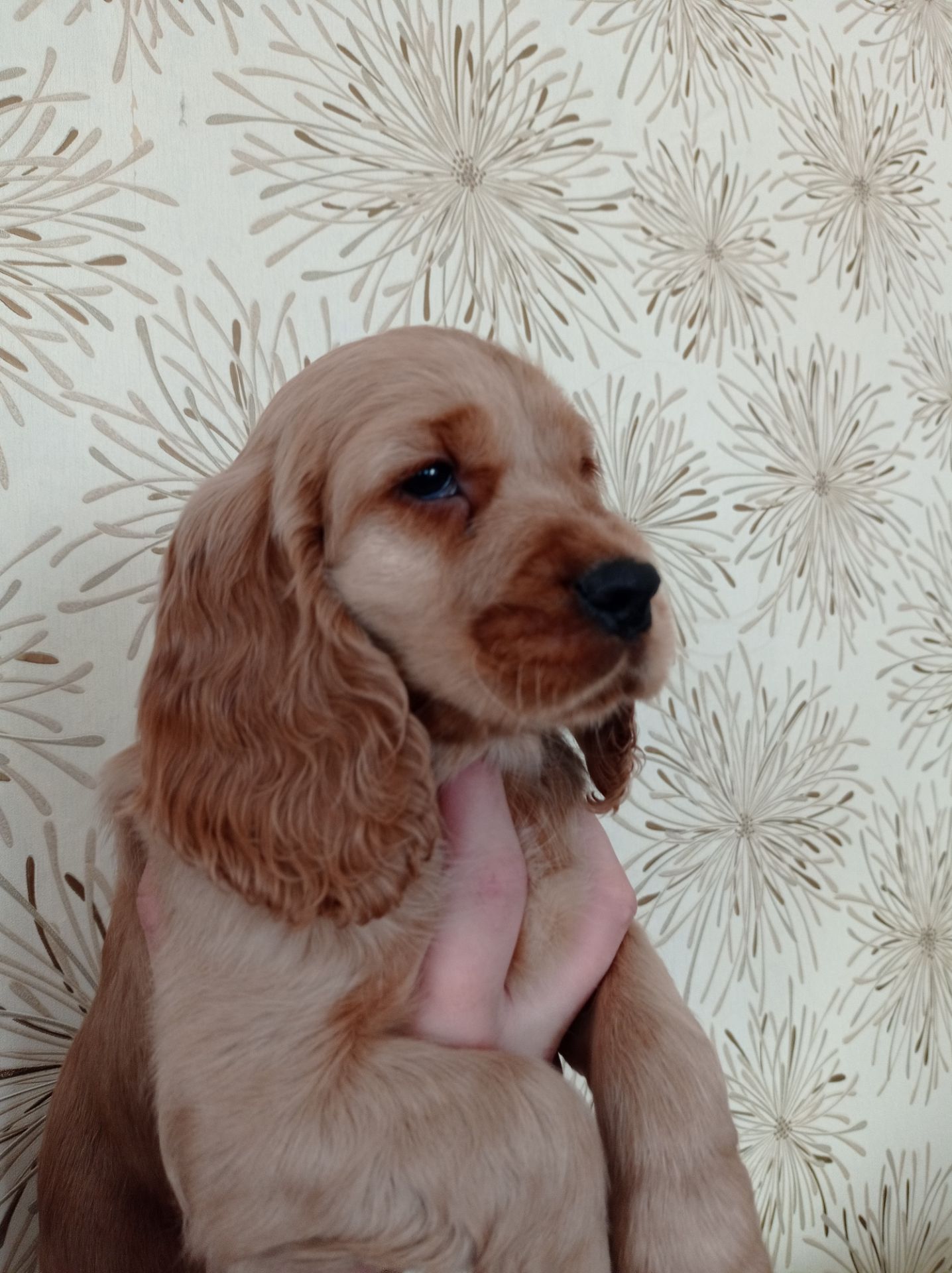 цуценята англійського кокер-спанієля