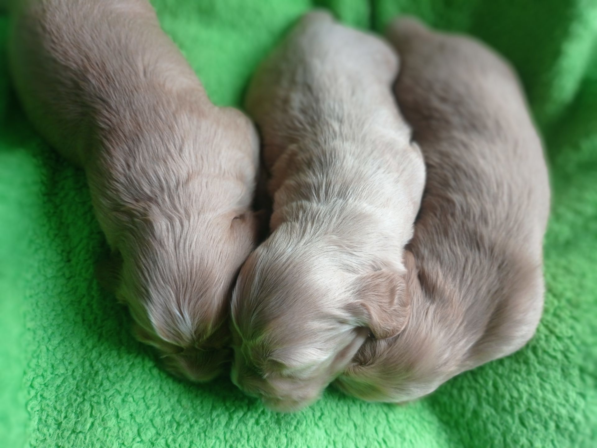 цуценята англійського кокер-спанієля