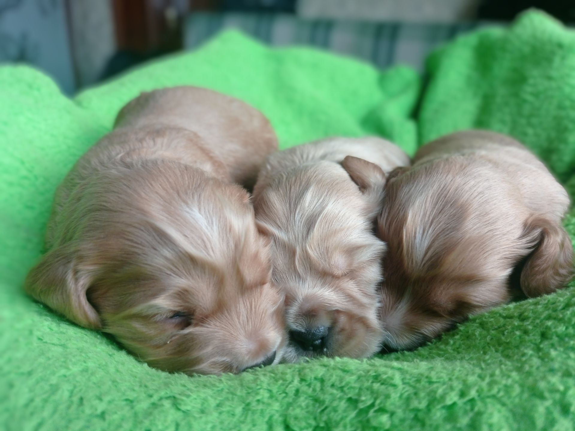 цуценята англійського кокер-спанієля