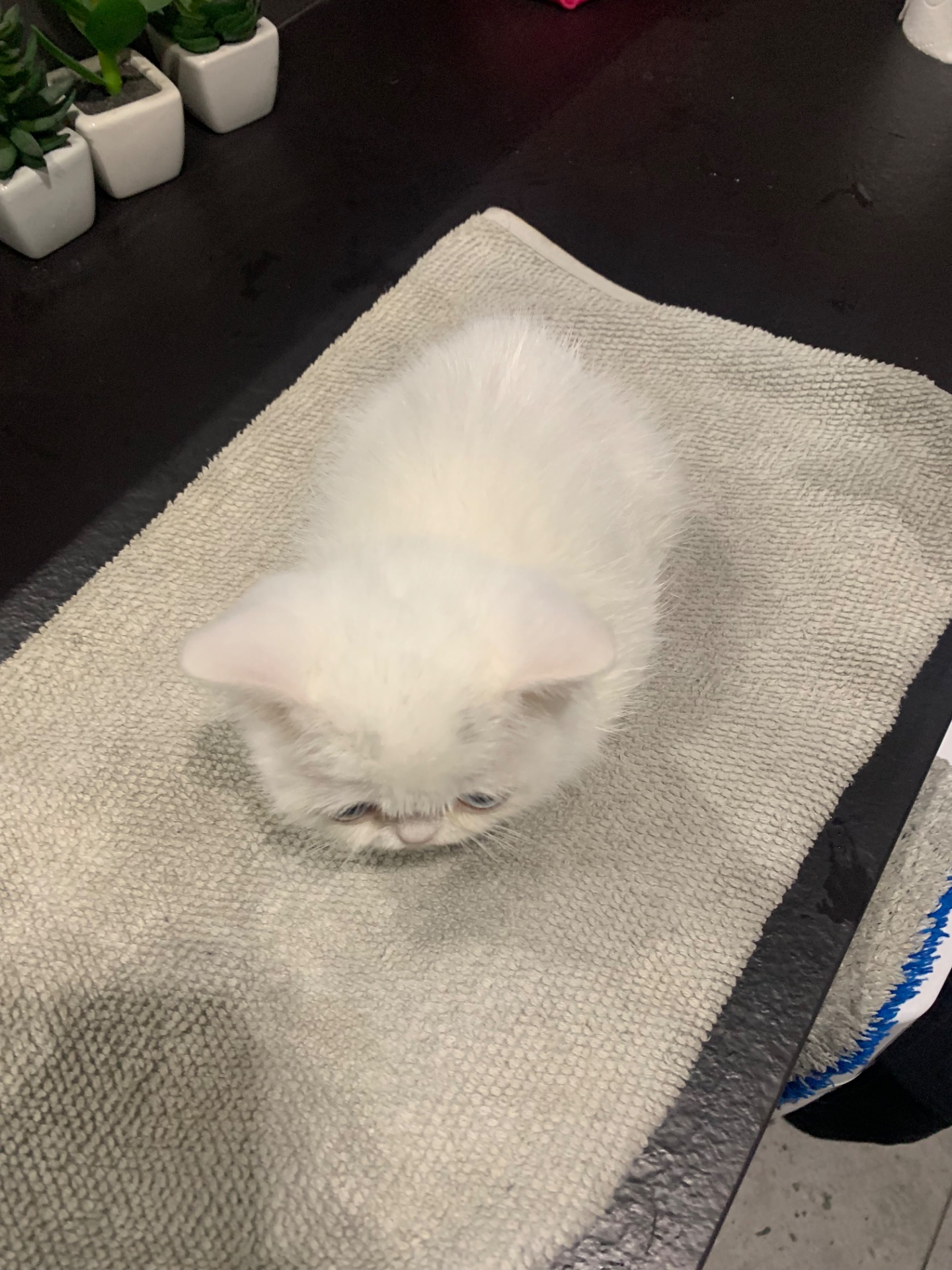 Білий скотіш страйт з РІЗНИМИ ОЧИМА