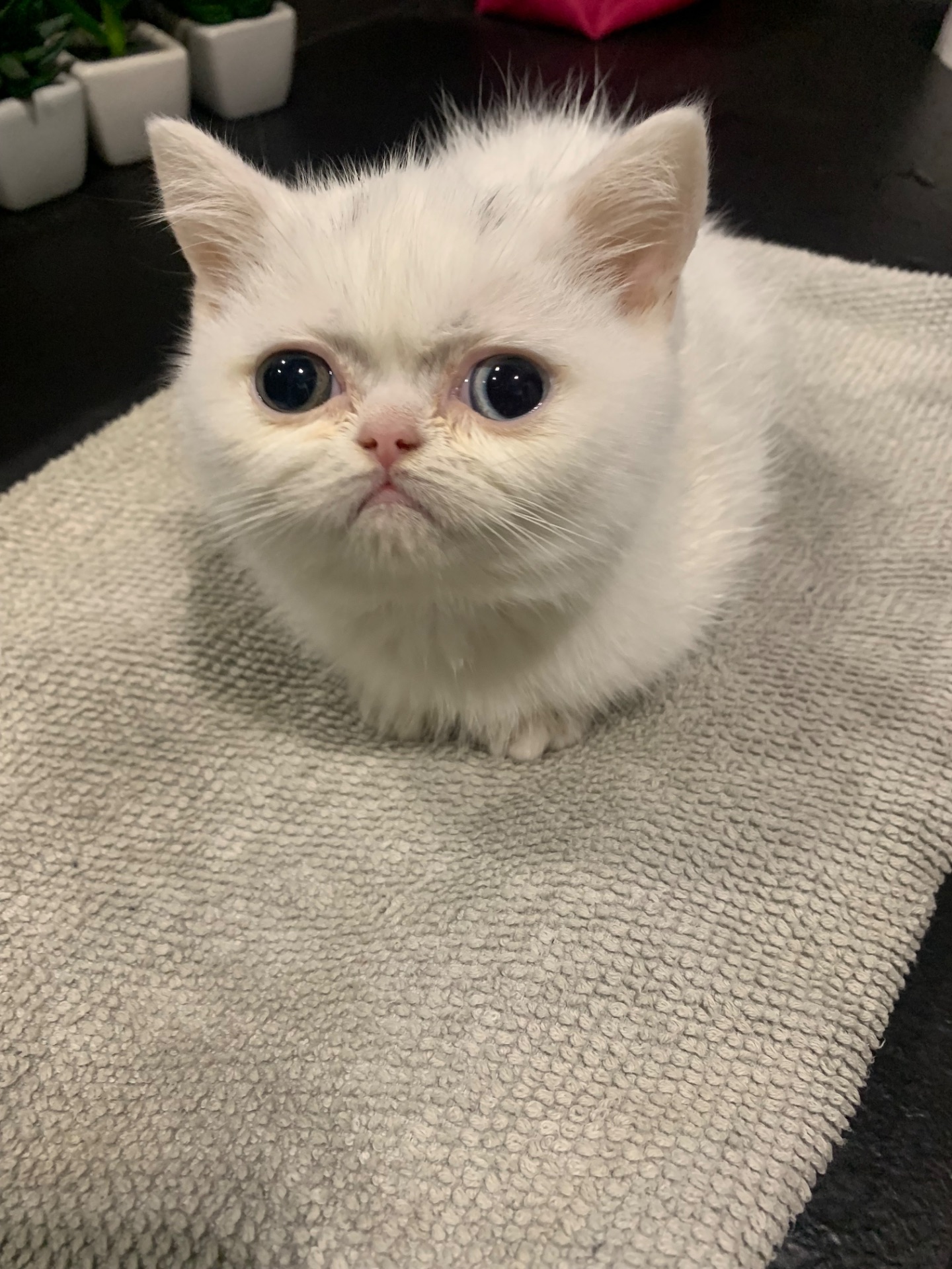 Білий скотіш страйт з РІЗНИМИ ОЧИМА