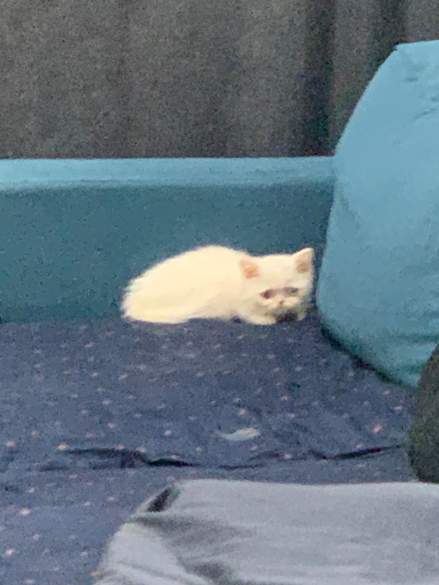 Білий скотіш страйт з РІЗНИМИ ОЧИМА