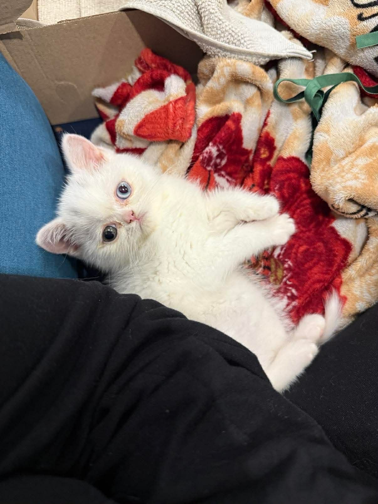 Білий скотіш страйт з РІЗНИМИ ОЧИМА