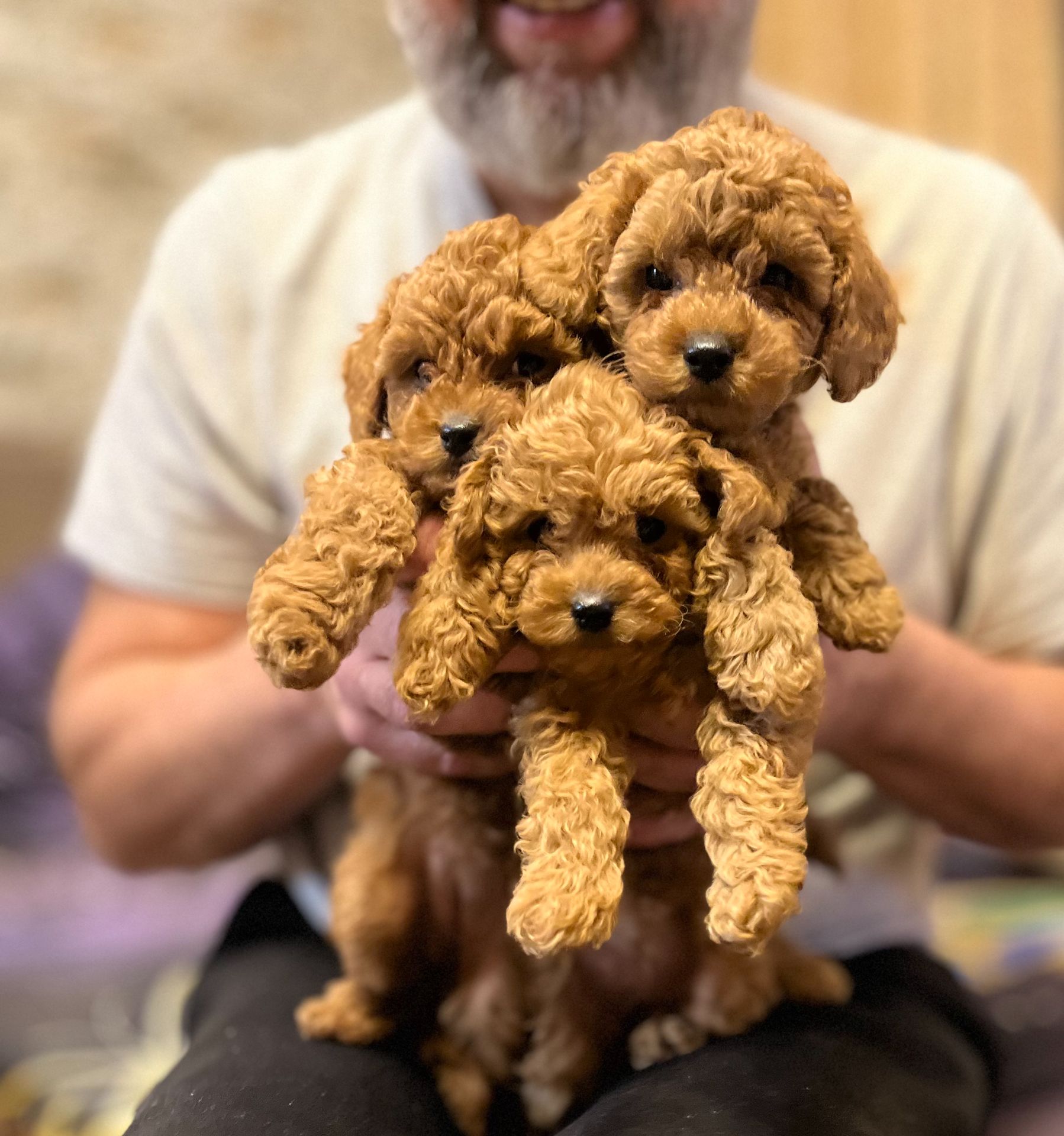 Цуценята той пуделя