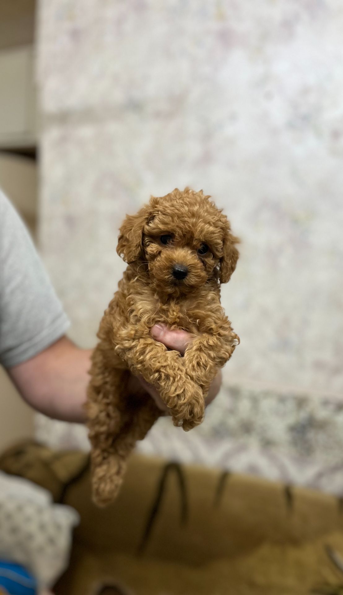 Манюнічка Дівчинка Той Пудель