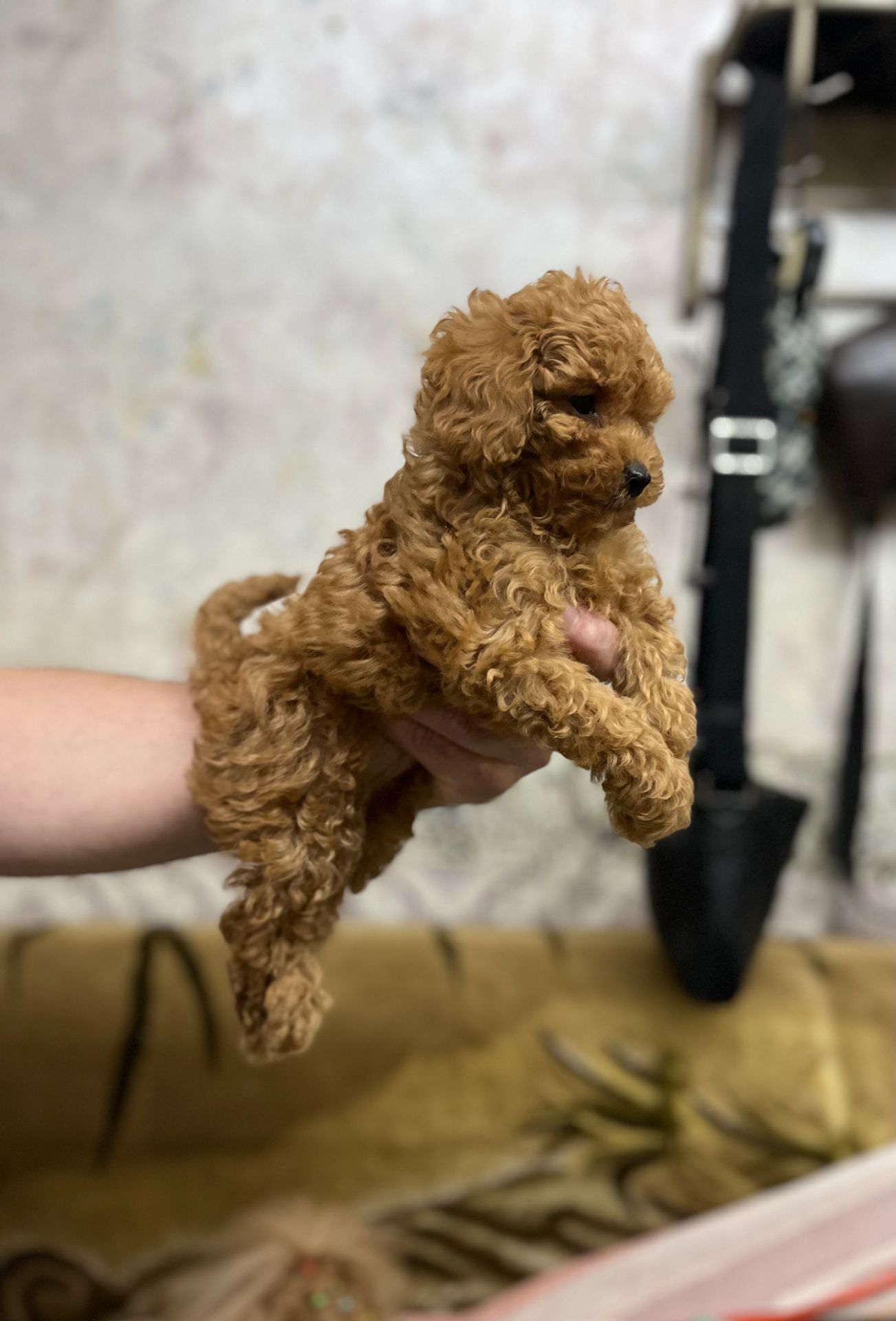 Манюнічка Дівчинка Той Пудель