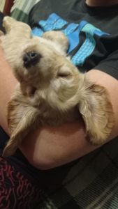 цуценята англійського кокер-спанієля