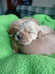 цуценята англійського кокер-спанієля