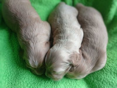 цуценята англійського кокер-спанієля