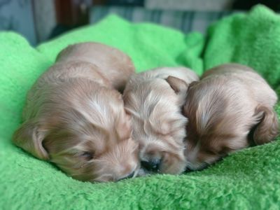 цуценята англійського кокер-спанієля