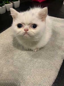 Назва котика визначається самостійно