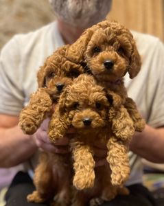 Цуценята той пуделя