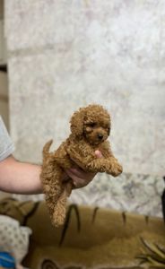 Манюнічка Дівчинка Той Пудель