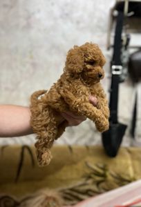 Манюнічка Дівчинка Той Пудель