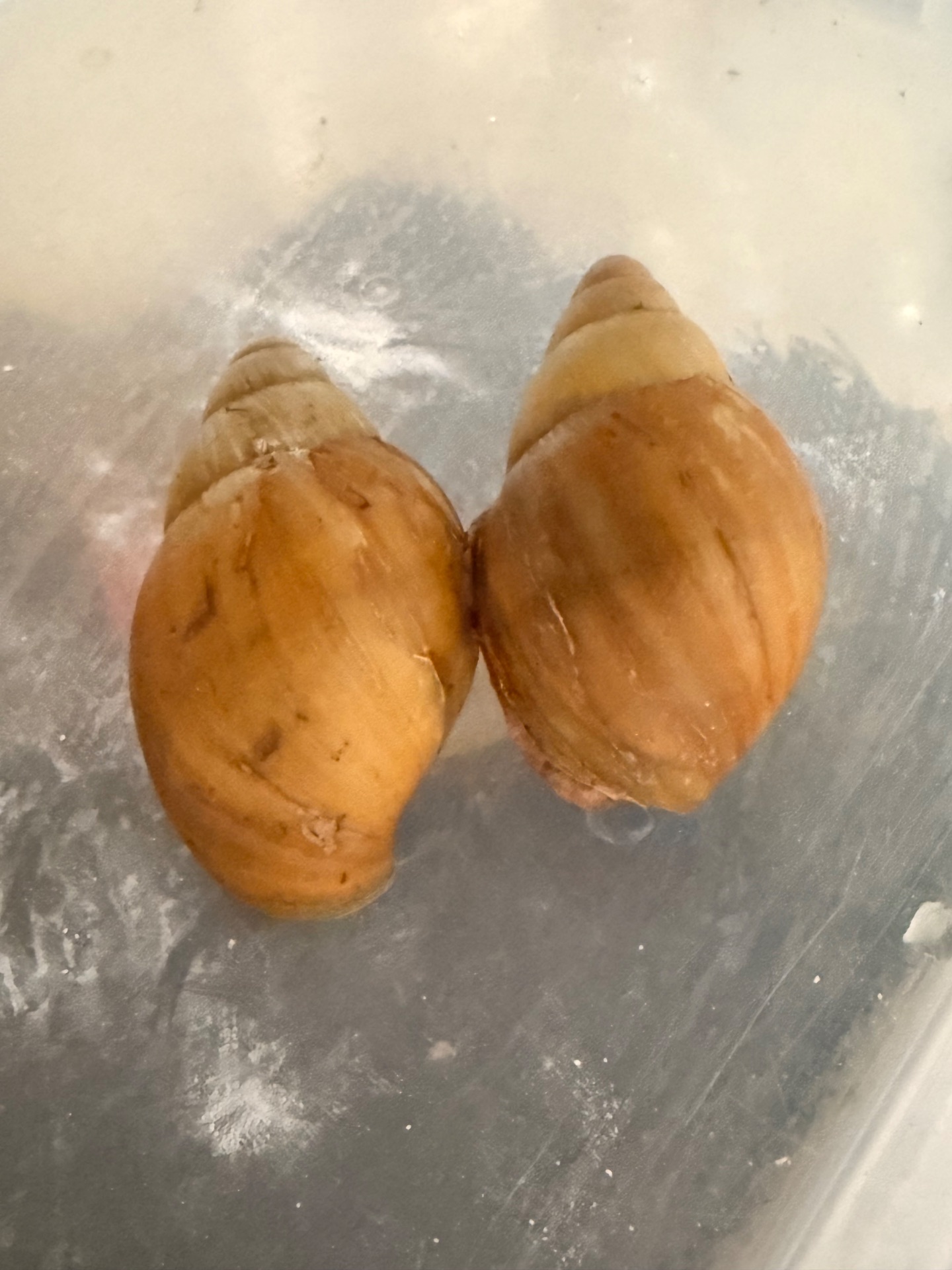 Африканські равлики