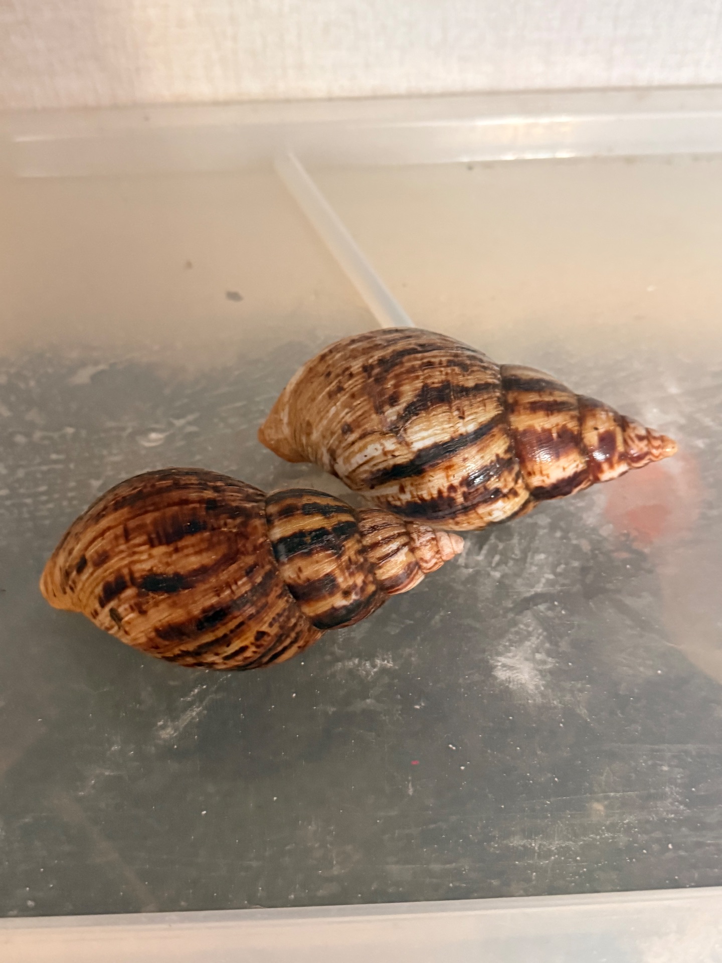 Африканські равлики