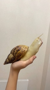 Африканські равлики