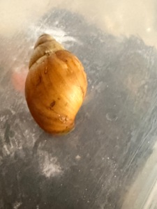 Африканські равлики