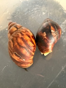 Африканські равлики