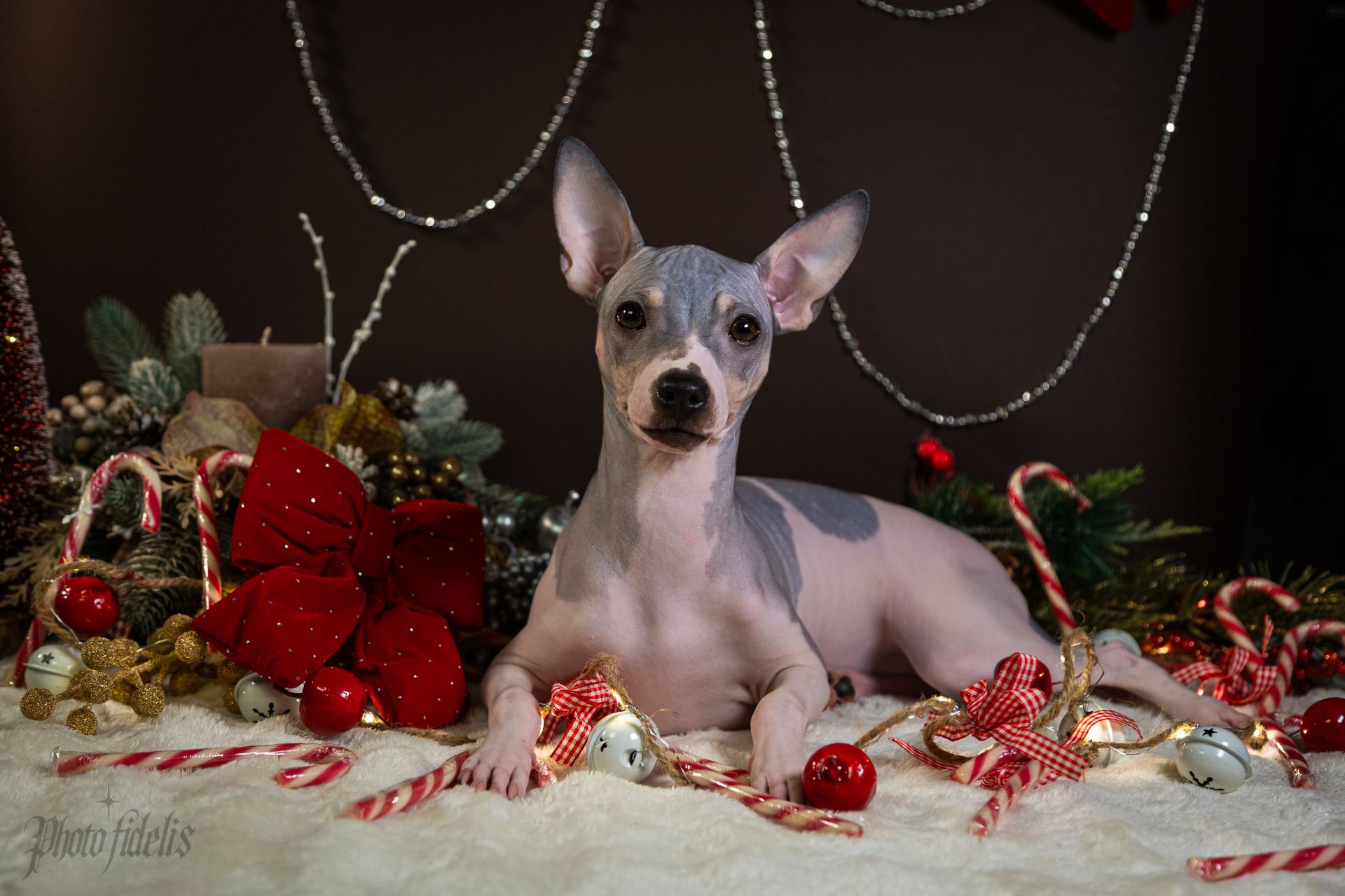 цуценята дівчата АНТ