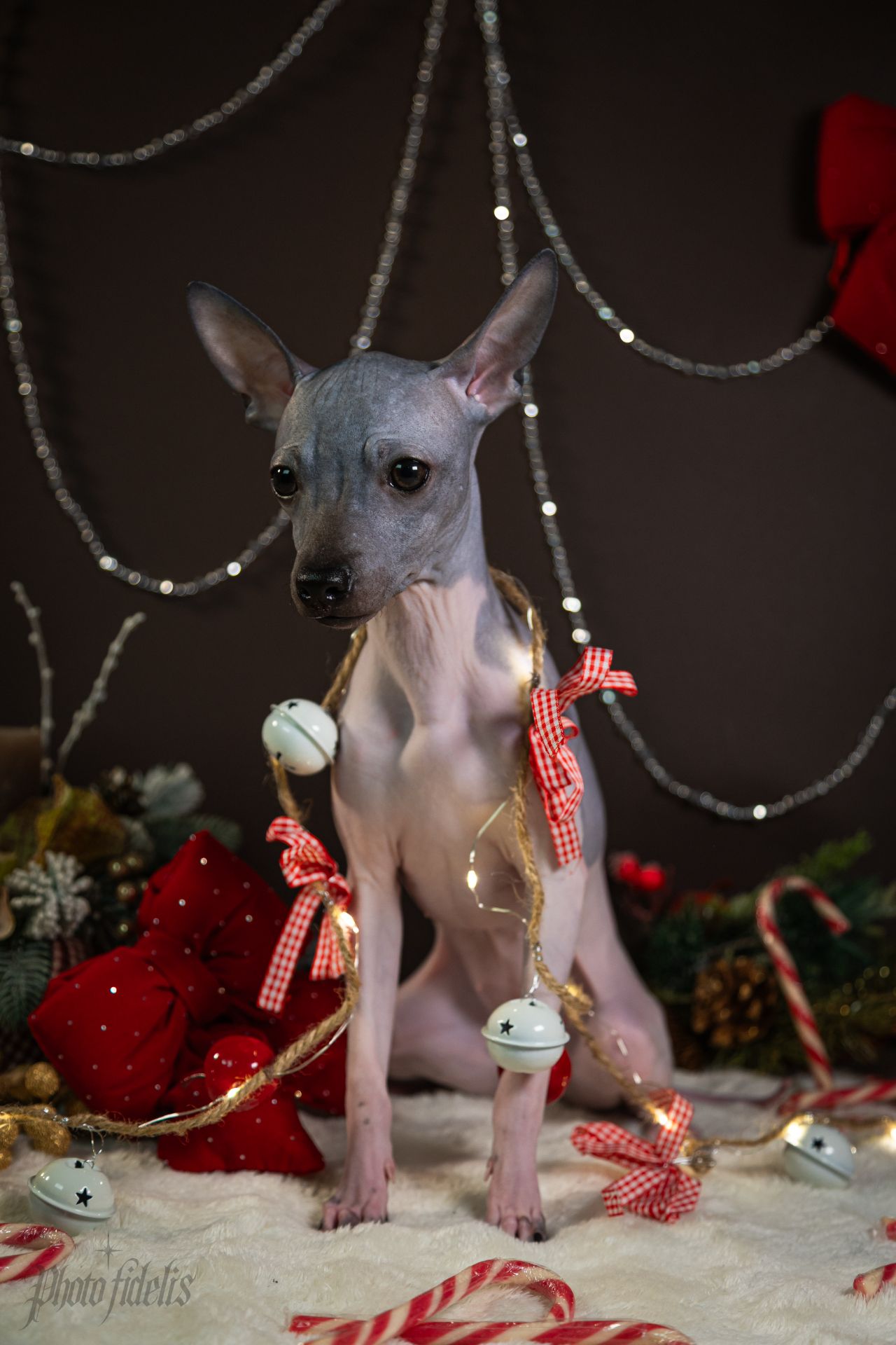 цуценята дівчата АНТ