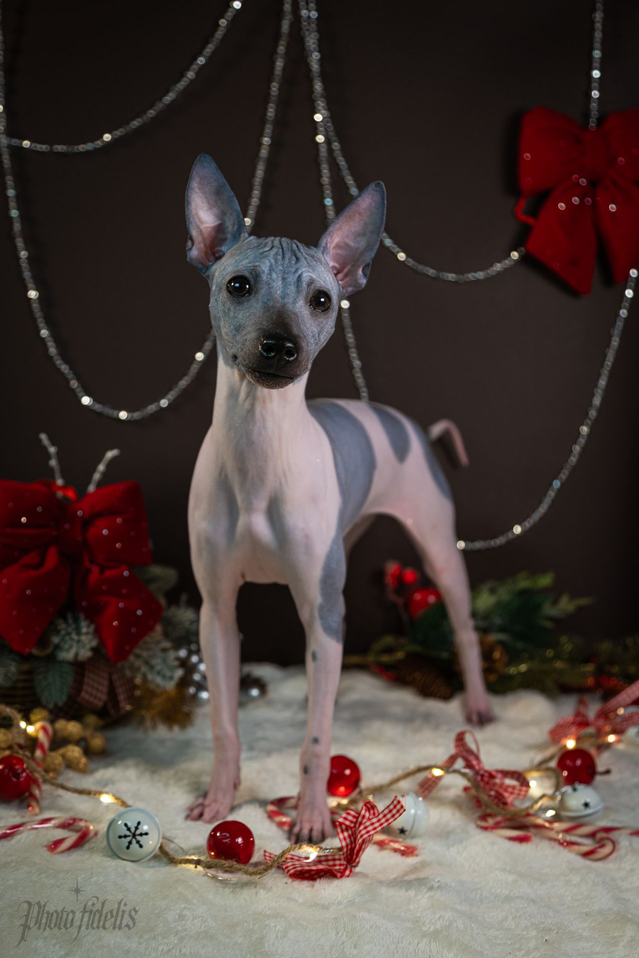 цуценята дівчата АНТ