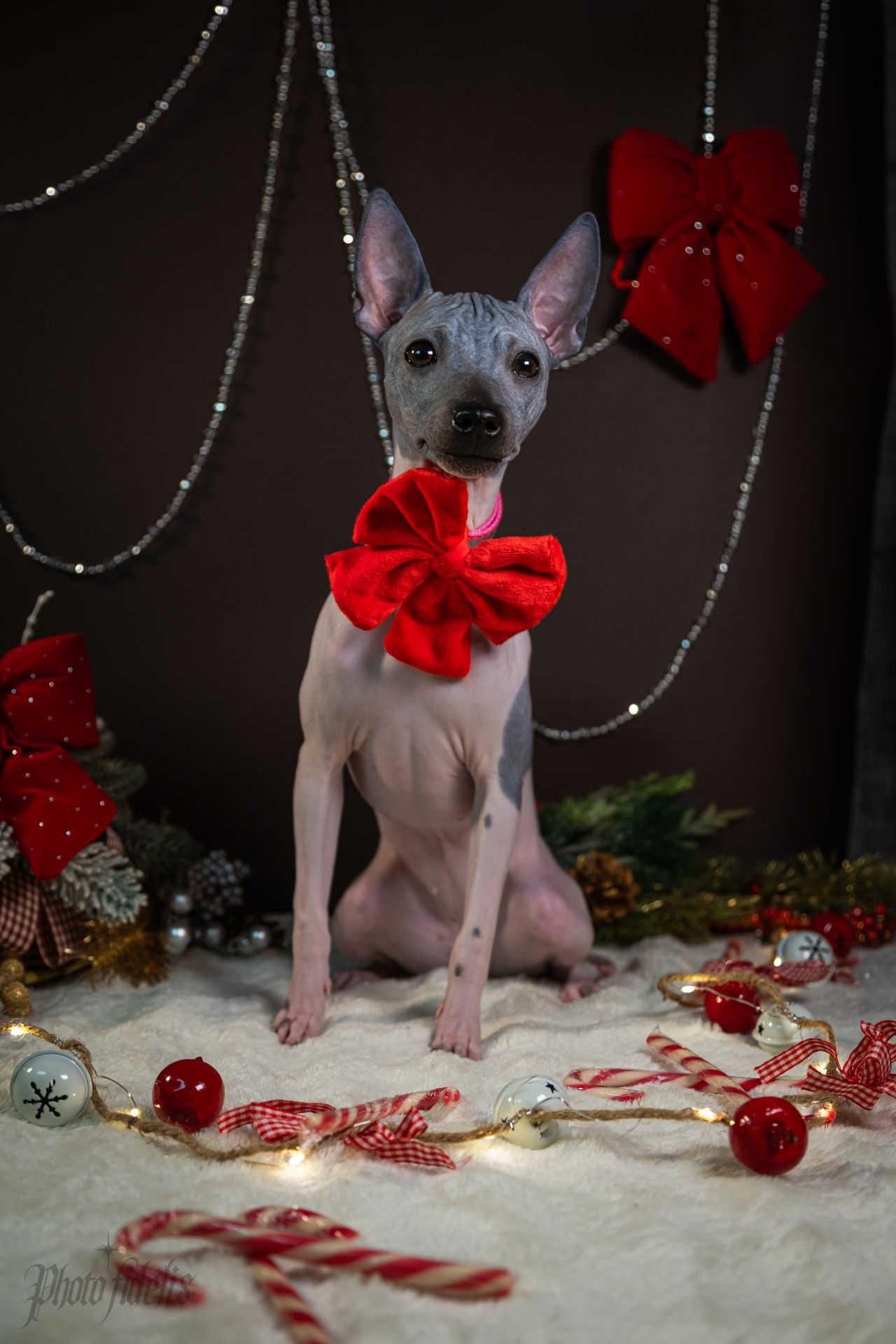 цуценята дівчата АНТ