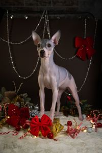 цуценята дівчата АНТ