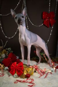 цуценята дівчата АНТ